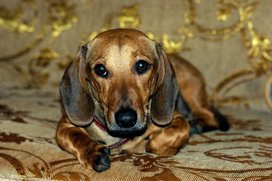 adult tan dachshund, animal, dog, pets, eyes, maroussia, one animal, indoors, animal themes, looking at camera