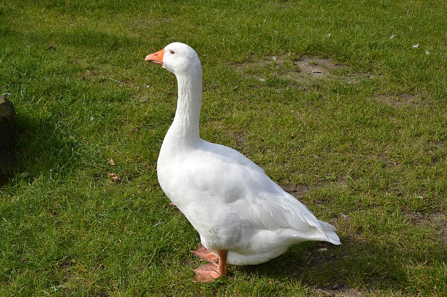 Goose, Meadow, Country Life, White, Farm, domestic goose, bird, one animal, animals in the wild, animal themes