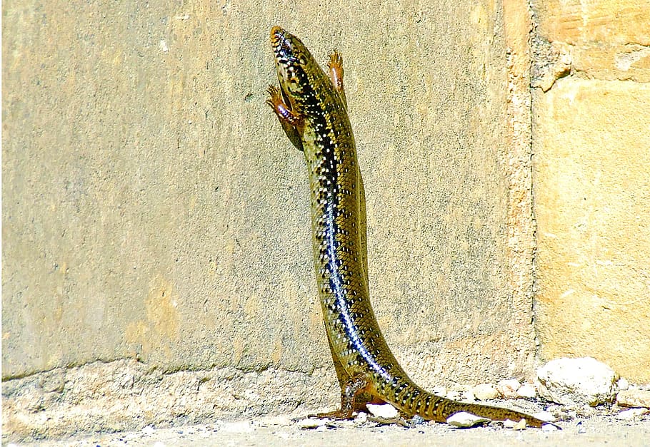 Ocellated Skink, Lizard, Reptile, skink, wildlife, ocellated, animal, chalcides, nature, exotic