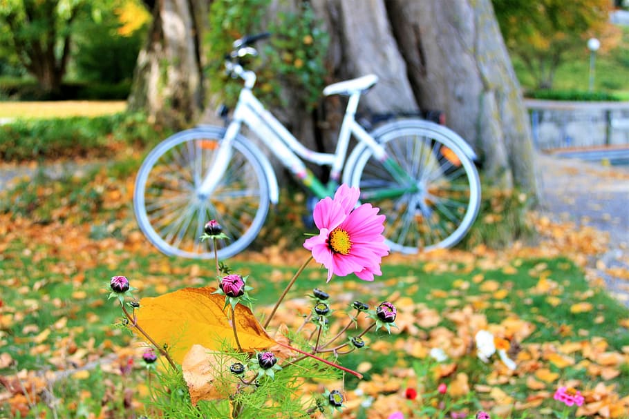 selective, focus photography, pink, cosmos flower, yellow leaves, autumn, collapse, bike, autumn flowers, tree