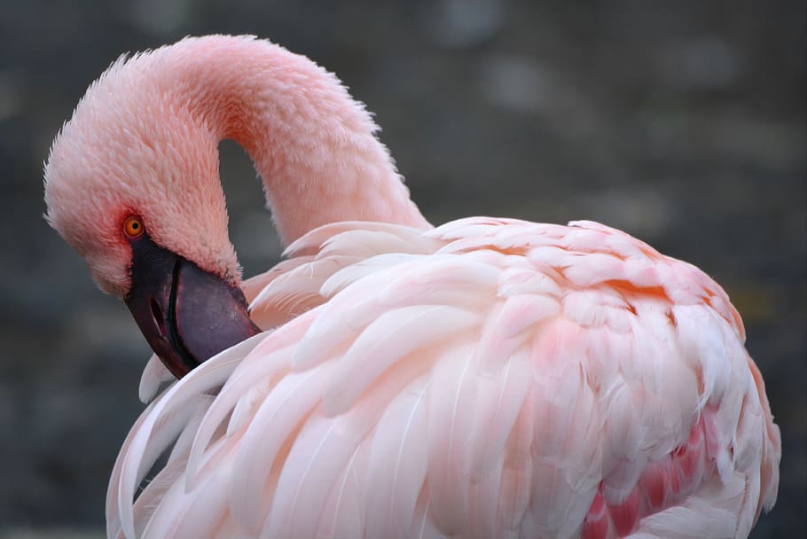 flamingo rosa, flamingo, rosa, animal, pássaro, temas animais, animais selvagens, vertebrado, cor rosa, um animal