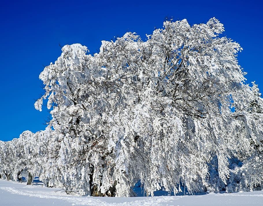 white, tree, blue, sky, wintry, trees, book, snowy, winter, cold
