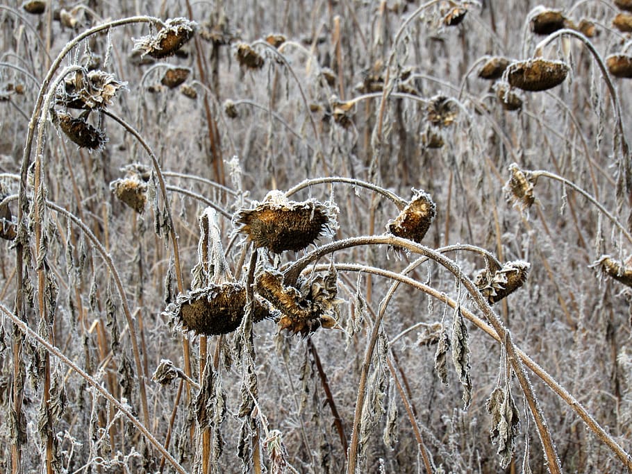 sunflower, frost, field, winter magic, hoarfrost, dry, nature, plant, close-up, dried plant