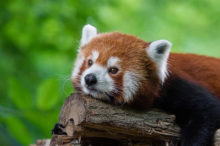 Red Panda, one animal, animal, animal wildlife, animal themes, mammal, animals in the wild, focus on foreground, tree, wood - material