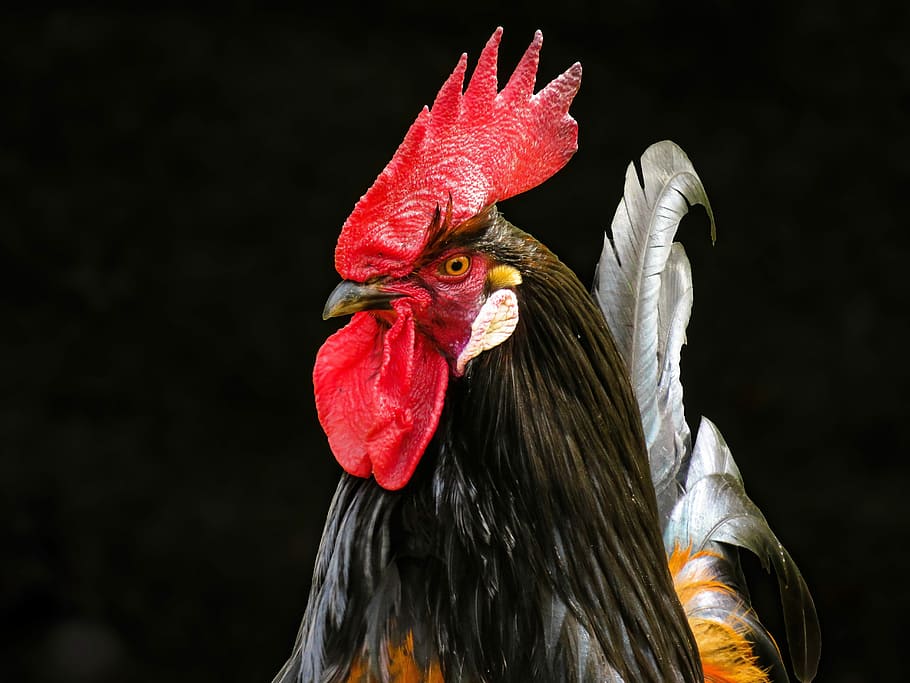 black, red, rooster, animal world, poultry, hahn, pet, farm, comb, cockscomb