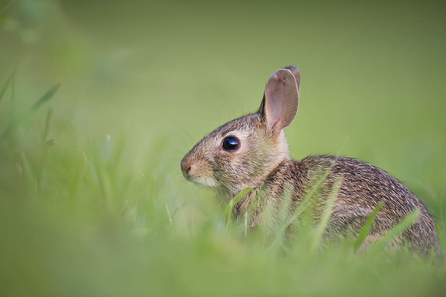 animals, rabbits, hares, fluffy, fur,adorable, cute, field, grass, outdoors, still