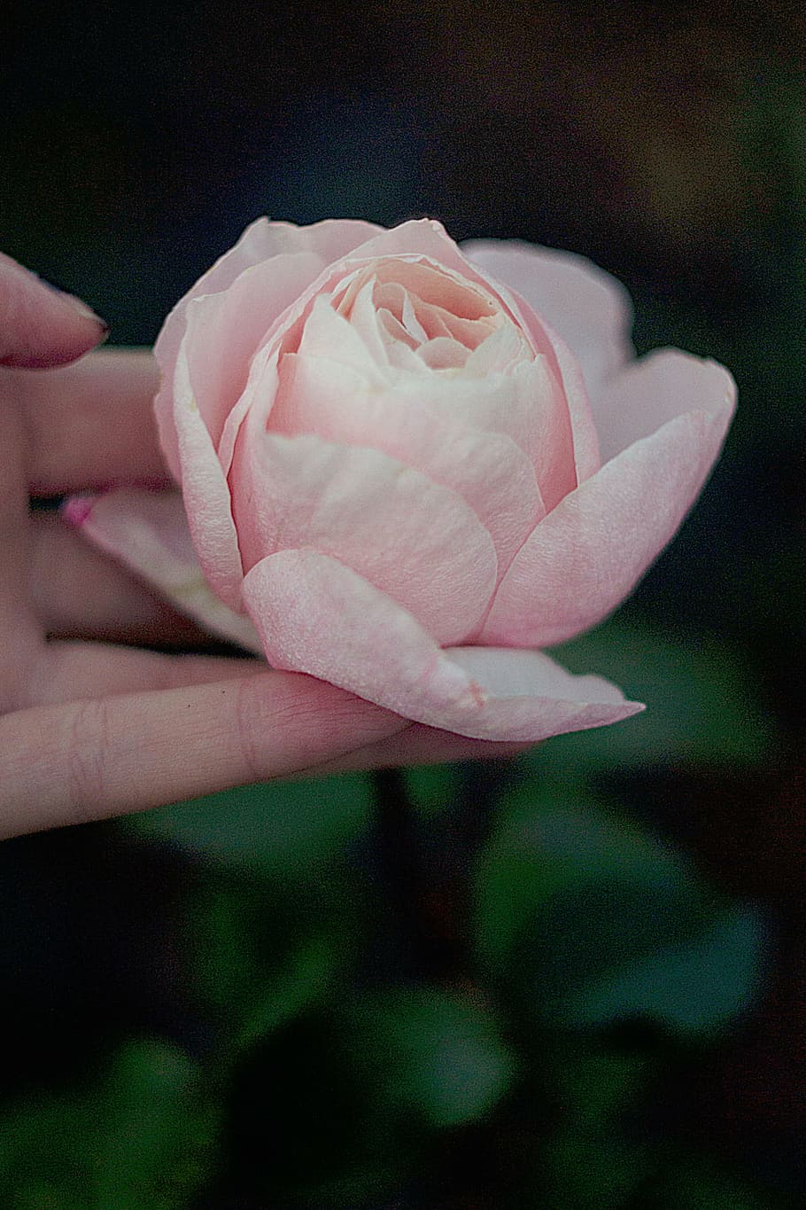 person, holding, pink, rose, bloom, nature, flowers, petals, green, leaves