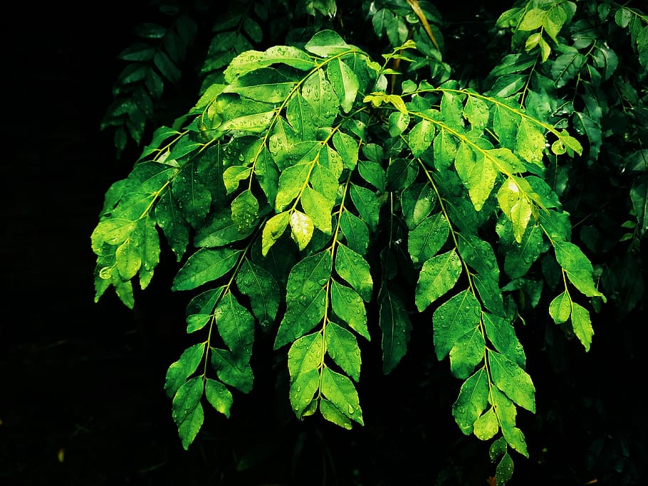 mojado, hojas de curry, temporada de lluvias, fondo negro, verde, hojas, planta, color verde, crecimiento, hoja