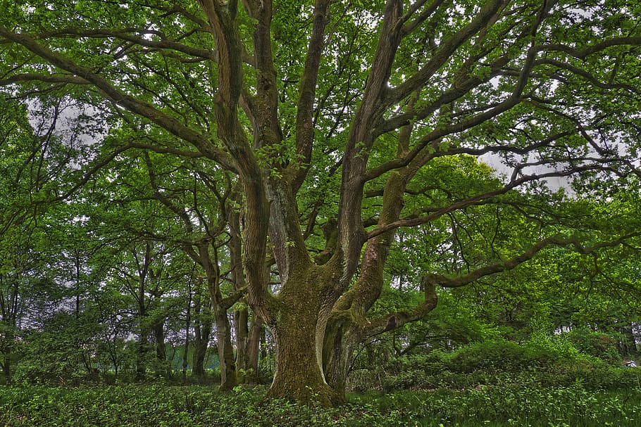 tree, nature, landscape, wood, leaves, plant, forest, old, tribe, old tree