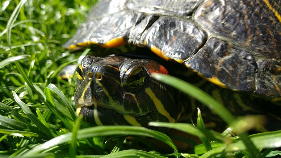 kura-kura, kura-kura slider bertelinga merah, kura-kura air, reptil, hewan, alam, hewan peliharaan, margasatwa, hewan Shell, tema hewan