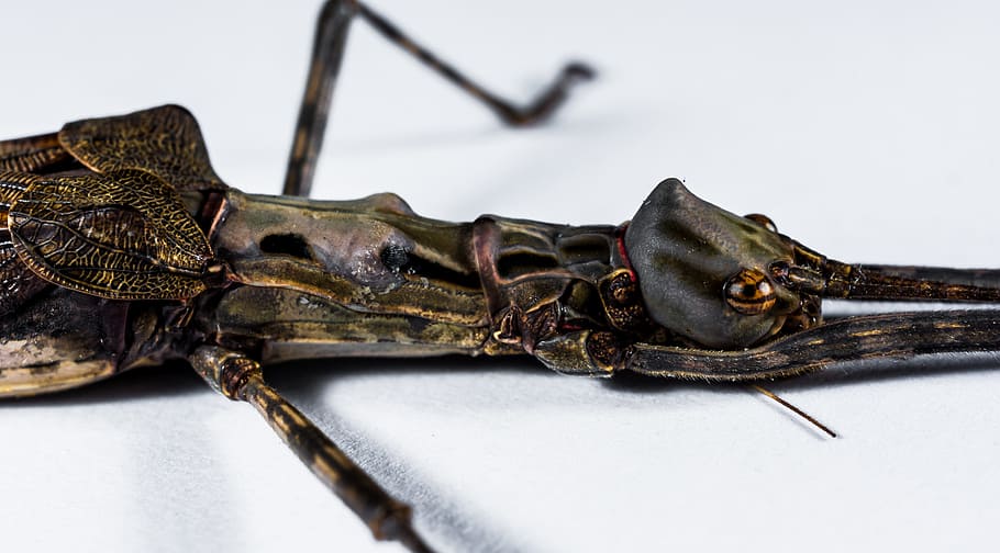 Stick Insect, Ghost, Scare, Close, ghost insect, one animal, animal wildlife, close-up, animal themes, animals in the wild