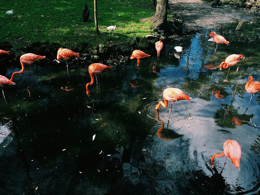 rebanho, flamingos, em pé, agua, flamingo, pássaro, animal, lago, verde, grama