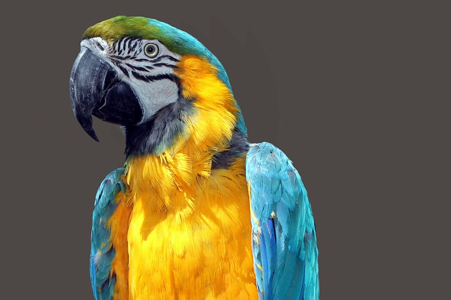 closeup, blue-and-yellow macau, parrot, ara, bird, colorful, plumage, color, macaw, animal
