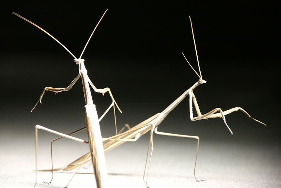 stick insect, insect, close-up, nature, bug, studio shot, indoors, black background, group of objects, colored background