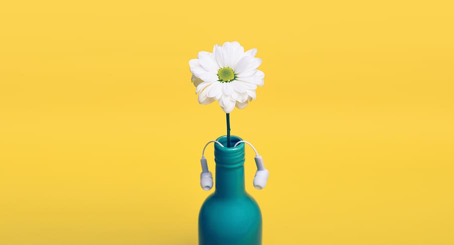 white, gerbera flower, blue, bottle, yellow, daisy, vase, headphones, earbuds, decor