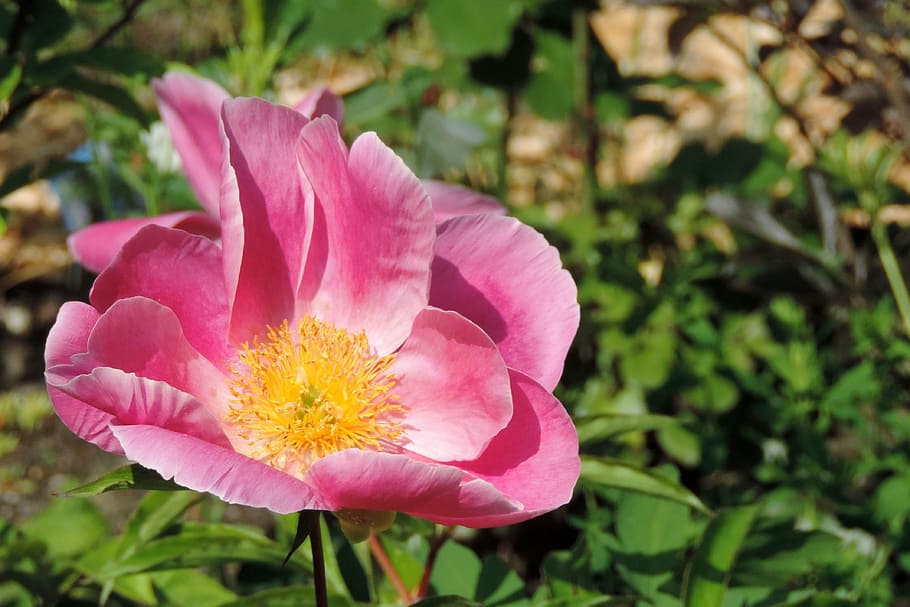 potato rose, japan rose, apple rose, blossom, bloom, rosa rugosa, nature, plant, petal, flower
