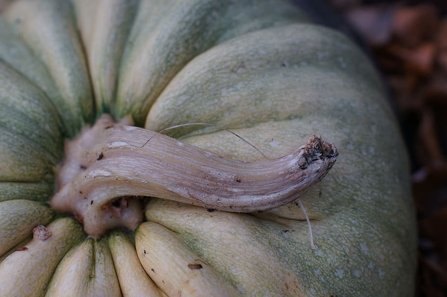 pumpkin, stem, curvy, fall, garden, close-up, food and drink, food, healthy eating, day