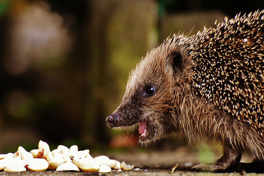 brown, hedgehog, front, white, food, hedgehog child, young hedgehog, animal, spur, nature