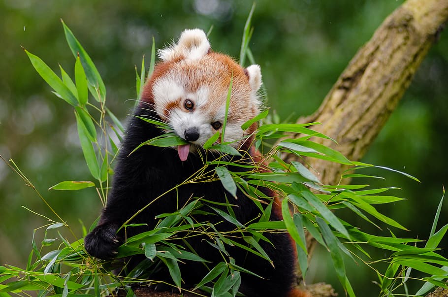 Red Panda, panda, eating, daytime, one animal, animal, animal themes, mammal, plant, animal wildlife