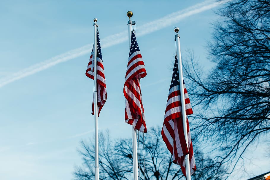 bandeira americana, nu, árvore, dia, três, unidos, estados, américa, bandeira, pólos