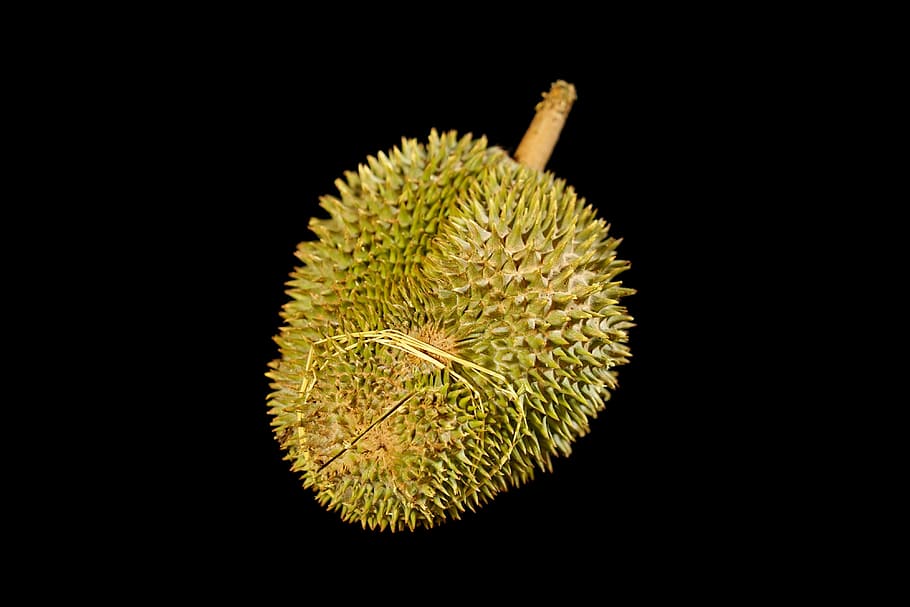 durian fruit, king of fruits, thorny fruit, tropical, delicious, whole fruit, malaysia, studio shot, black background, indoors