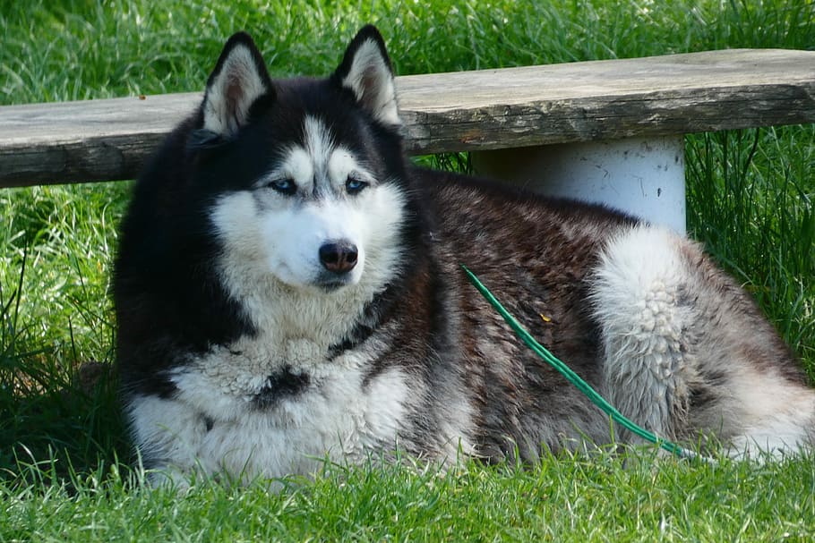 哺乳類 犬小屋 動物 芝生 魅力的 ペット ふわふわ 1匹の動物 動物のテーマ 家畜 Pxfuel