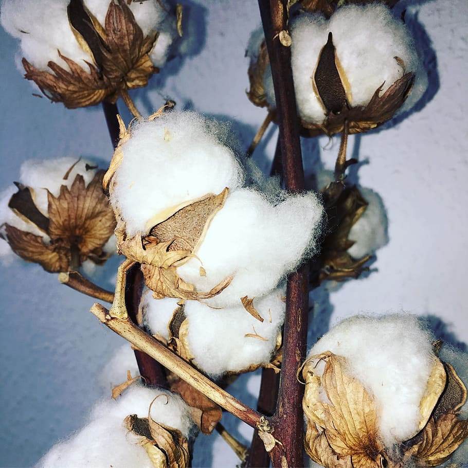 close-up photo, white, cotton bolls, cotton, plant, flowers, bush, cotton shrub, white color, day