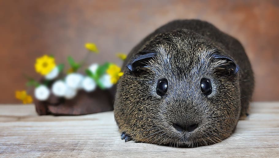 caricature, guinea pig, smooth hair, gray agouti, black buff-agouti, rodent, pet, sweet, small animal, nager