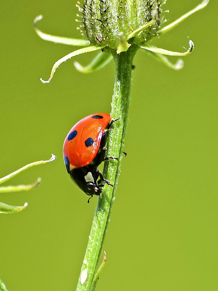 macro photography, ladybird, ladybug, beetle, insect, nature, animal, plant, macro, close-up