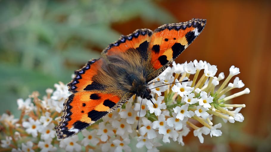 orange, black, butterfly perch, white, cluster flower, butterfly, little fox, aglais urticae, nettle butterfly, nectar