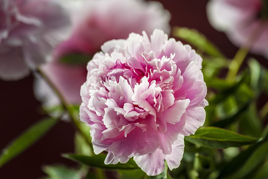 plant, blossom, bloom, pink, peony, flower, flowering plant, beauty in nature, freshness, pink color