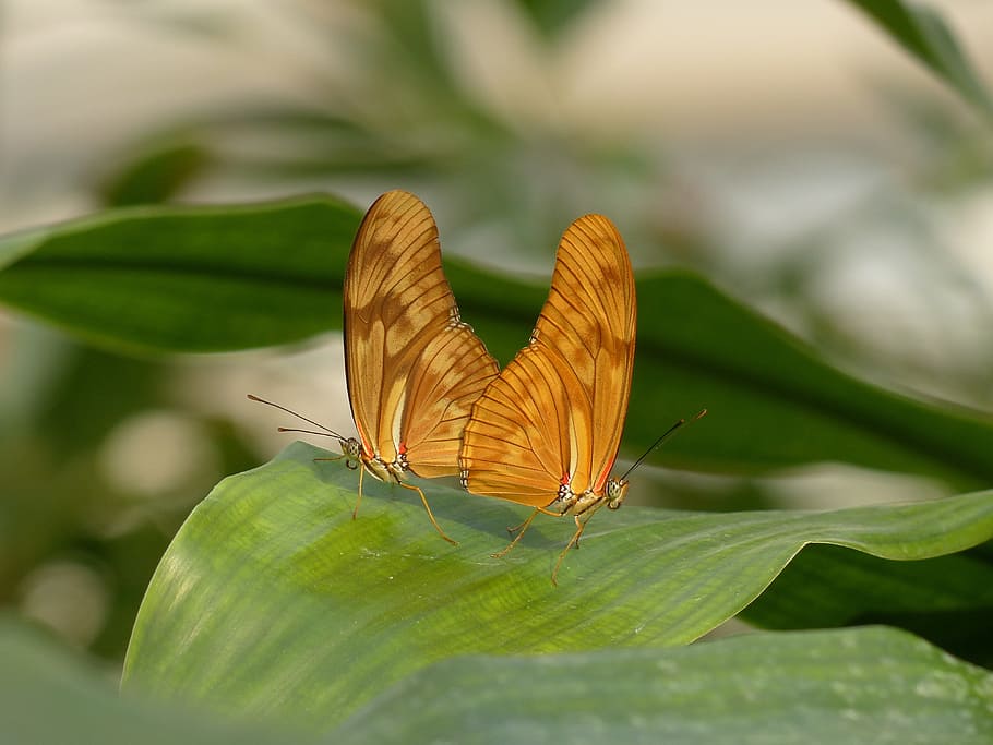 butterflies, julia butterfly, dryas iulia, orange, insect, animal, nature, invertebrate, animal themes, one animal