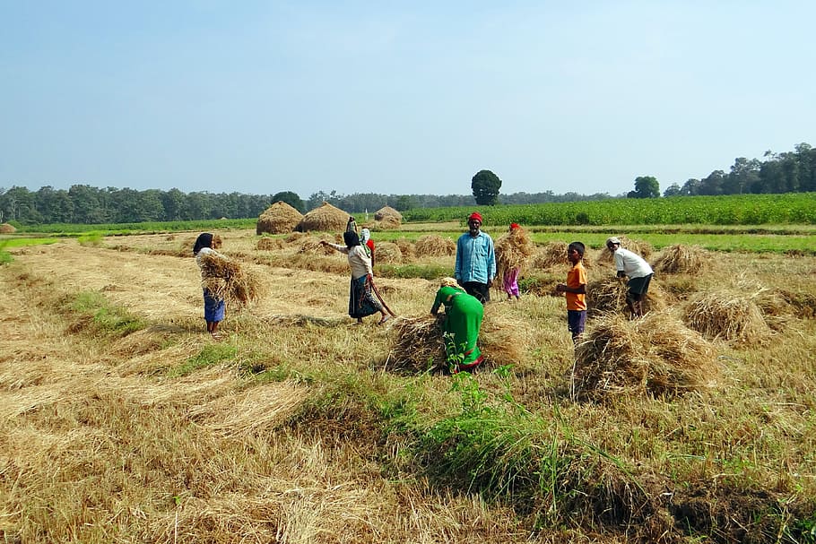 Arroz, cosecha, heno, pila, trabajadores, cosecha de arroz, pila de heno, kalghatgi, dharwad, india