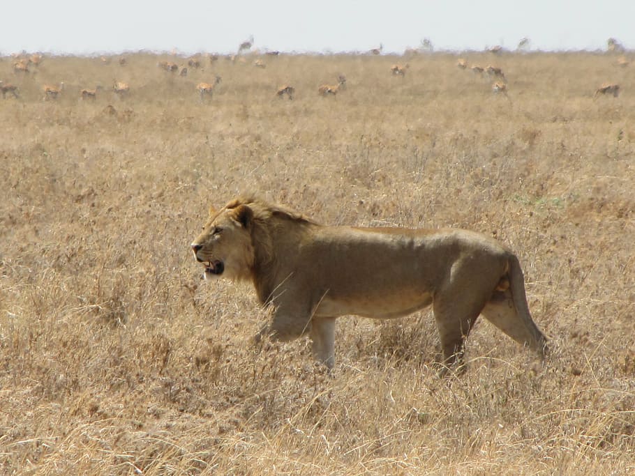 lion, runs, animals, background, hunting, tanzania, animal, animal wildlife, animal themes, animals in the wild