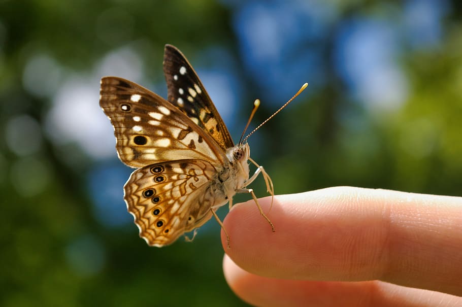 butterfly, butterflies, insect, nature, animal, wildlife, outdoors, wings, butterfly on finger, brown butterfly