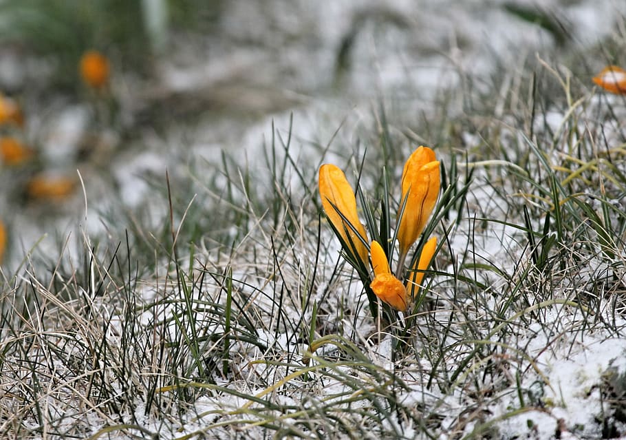 orange crocus flowers, crocus, yellow, bud, snow, cold, group, hidden, spring, bloom