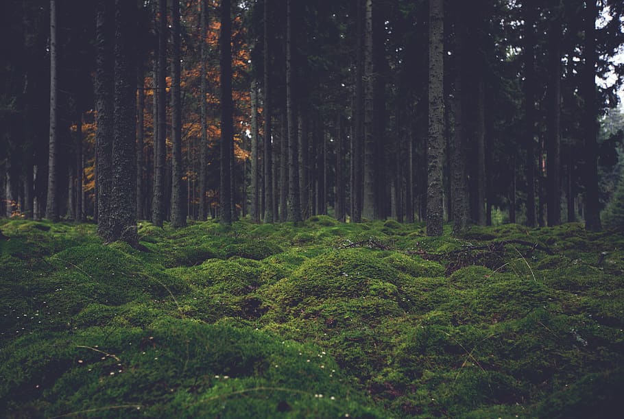 green, grass, woods, forest, trees, nature, tree, plant, land, tranquility