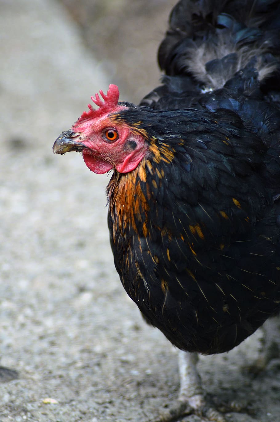 hen, farm, bird, chicken, nature, domesticated, color, animal themes, animal,  chicken - bird | Pxfuel