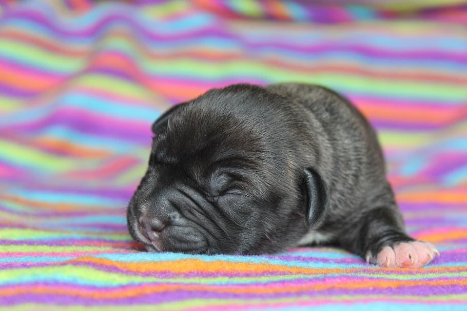 puppy, colorful, animal, newborn, little, cute, canine, dog, pets, purebred Dog