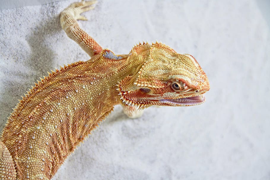 bearded, dragon, white, sand, lizard, reptile, insect eater, animal, animal themes, one animal