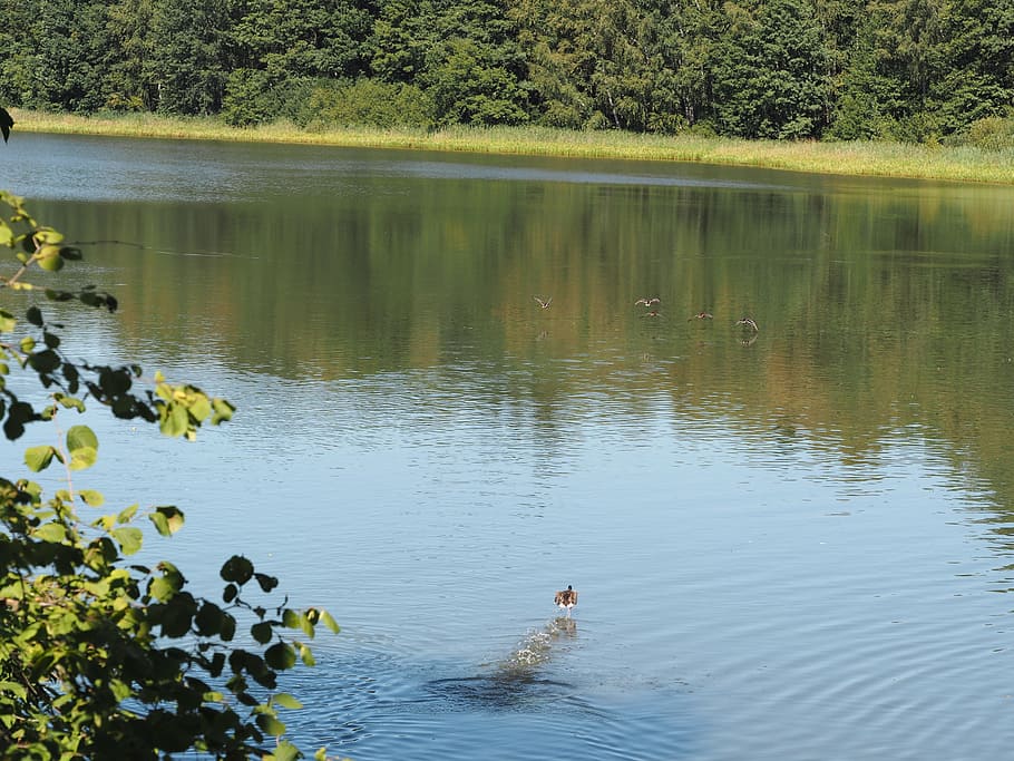 geese, ducks, animals, aquatic animals, swim, lake, nature, rest, recovery, landscape