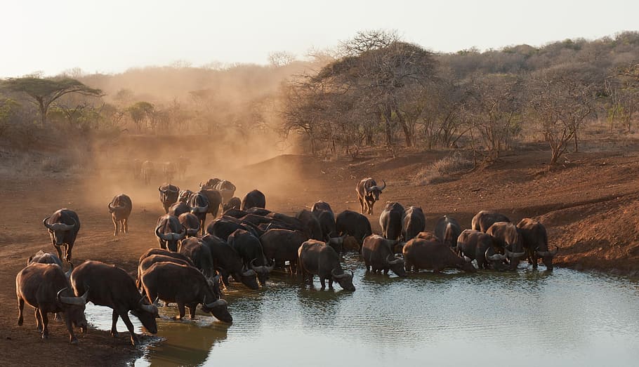 herd, water buffalo, body, buffalo, south africa, savannah, mammal, animal themes, group of animals, animal
