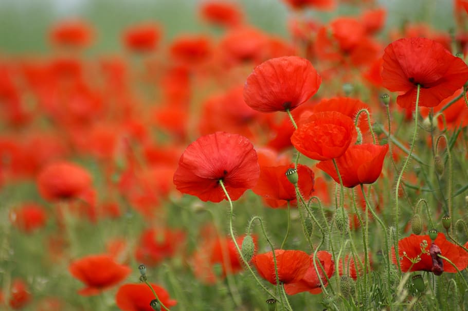 red, poppies, bloom, daytime, poppy, field of poppies, france, nature, flowers, field