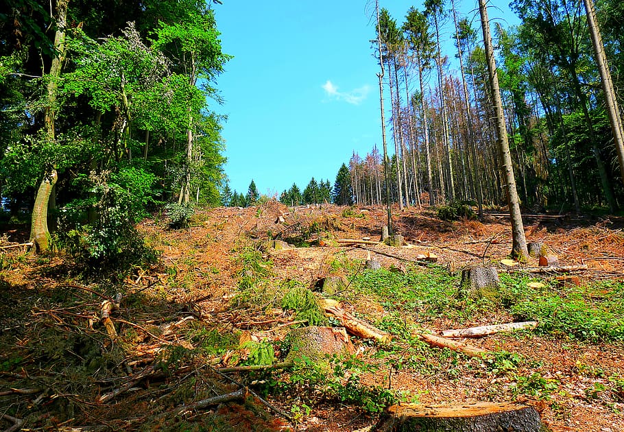 teutoburg forest, logging, spruce die, climate change, forest, tree, conifer, nature, glade, dead plant