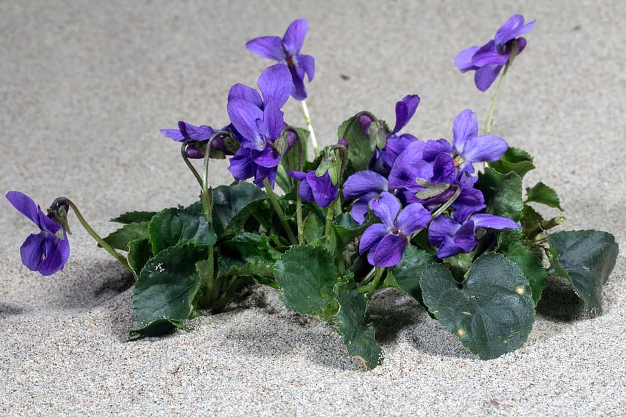 violeta, flor, floración, primavera, violeta wald, planta floreciendo, planta, vulnerabilidad, púrpura, fragilidad