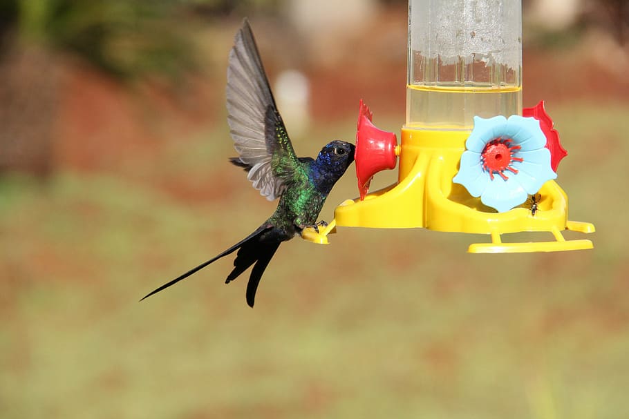 hummingbird, colibri, bird, fauna, beija flor, nature, animal, wildlife, feather, hovering