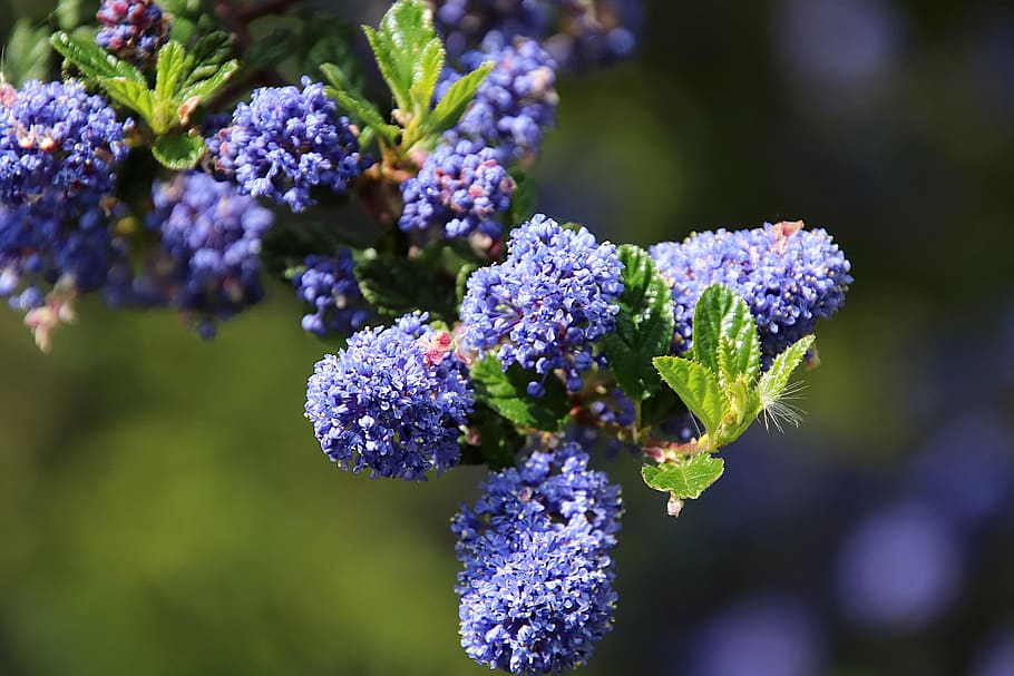 céanothe, lilac california, flowering shrubs, blue color, fragrant, honey, garden, gardening, horticulture, botany