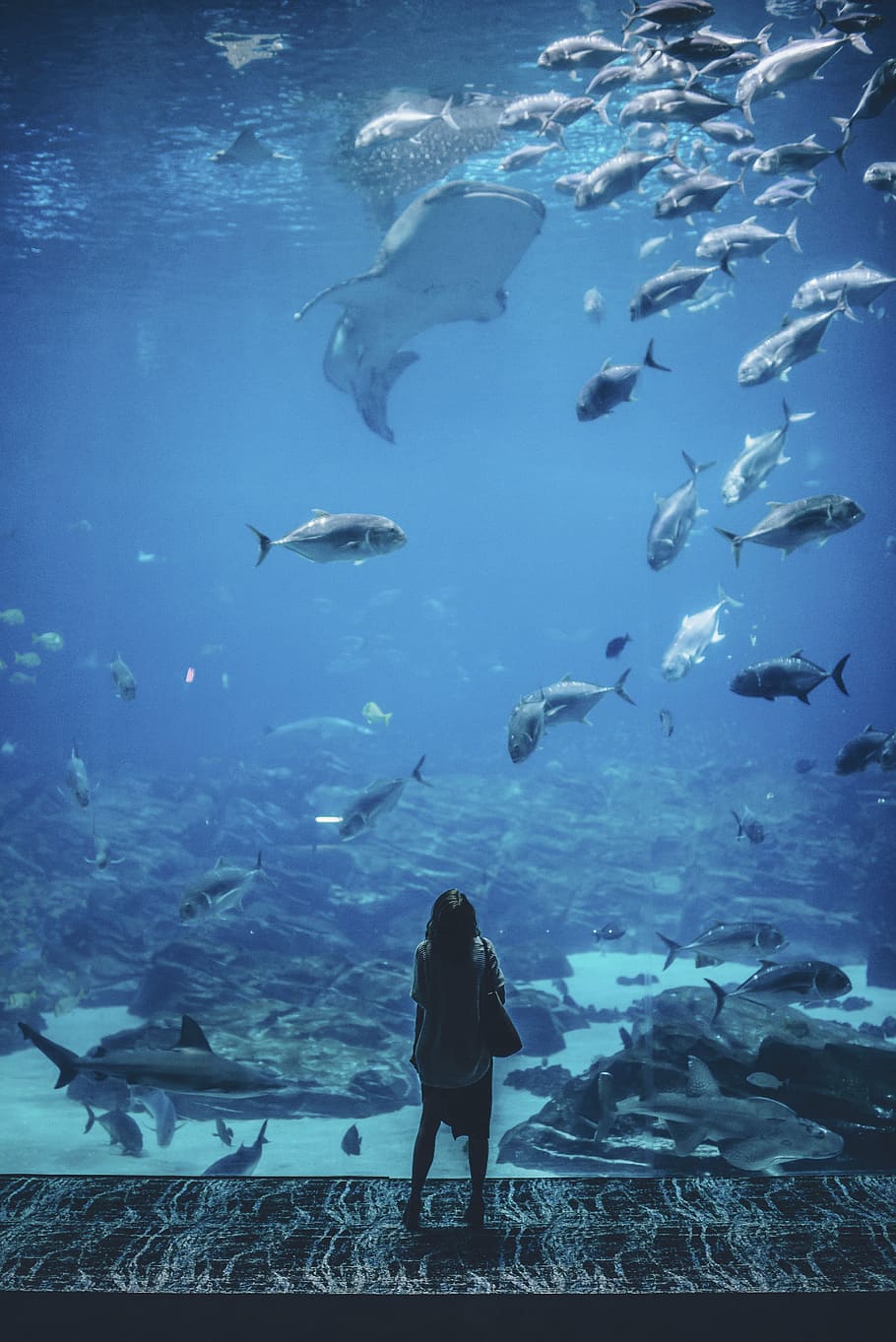 woman, front, fish tank, nature, waterr, people, wander, alone, aquarium, fish