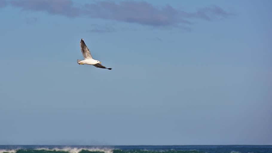 white, gray, bird, flying, seagull, hovering, blue, sky, sea, ocean