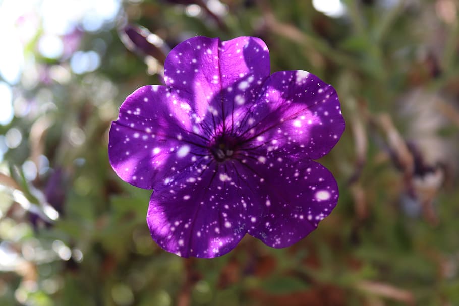 petunia, violet, blue, white, points, flowers, garden flowers, close, garden petunia, flower